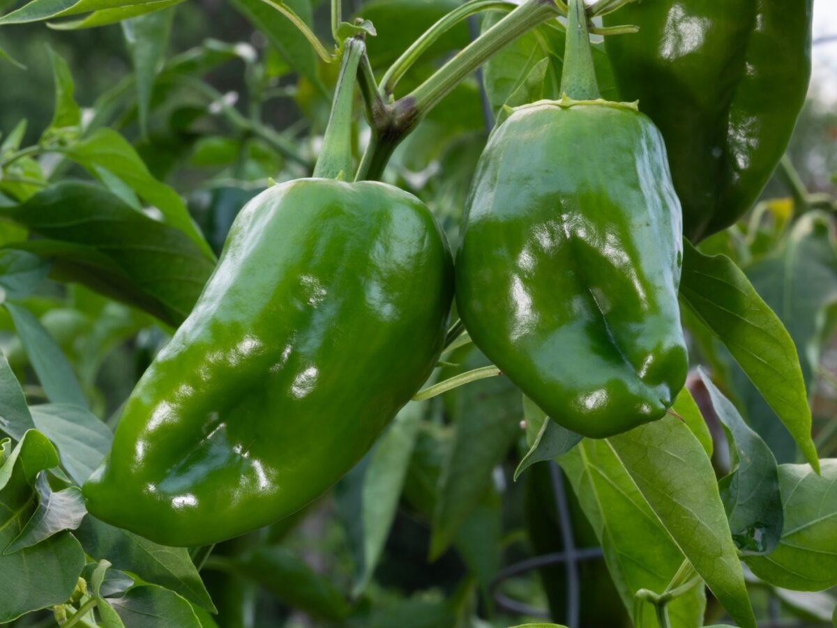 Chiles poblanos: qué son, cómo usarlos en cocina y recetas fáciles para sacarles partido