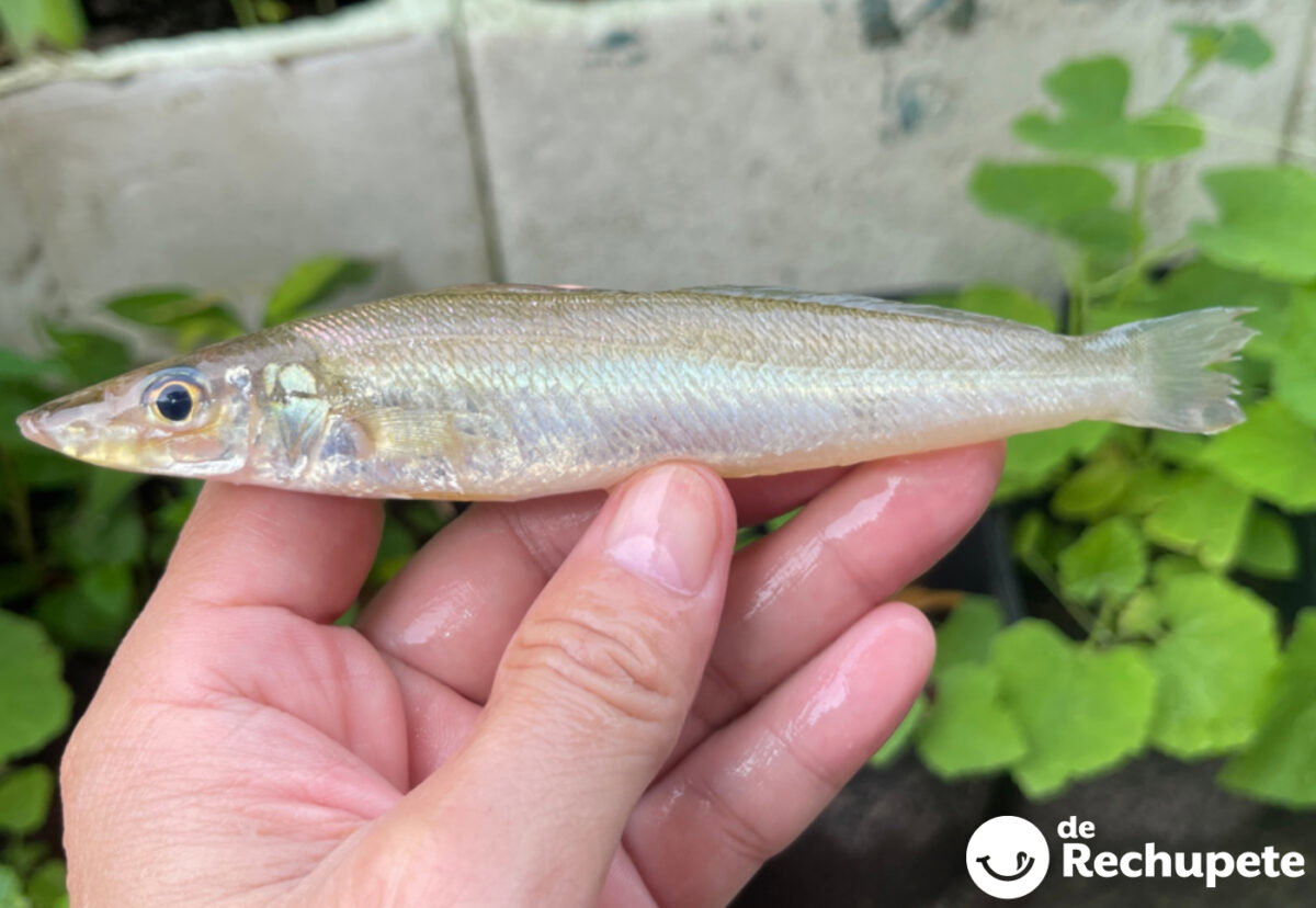 Bacaladilla. El pescado humilde que vuelve a conquistar nuestras cocinas