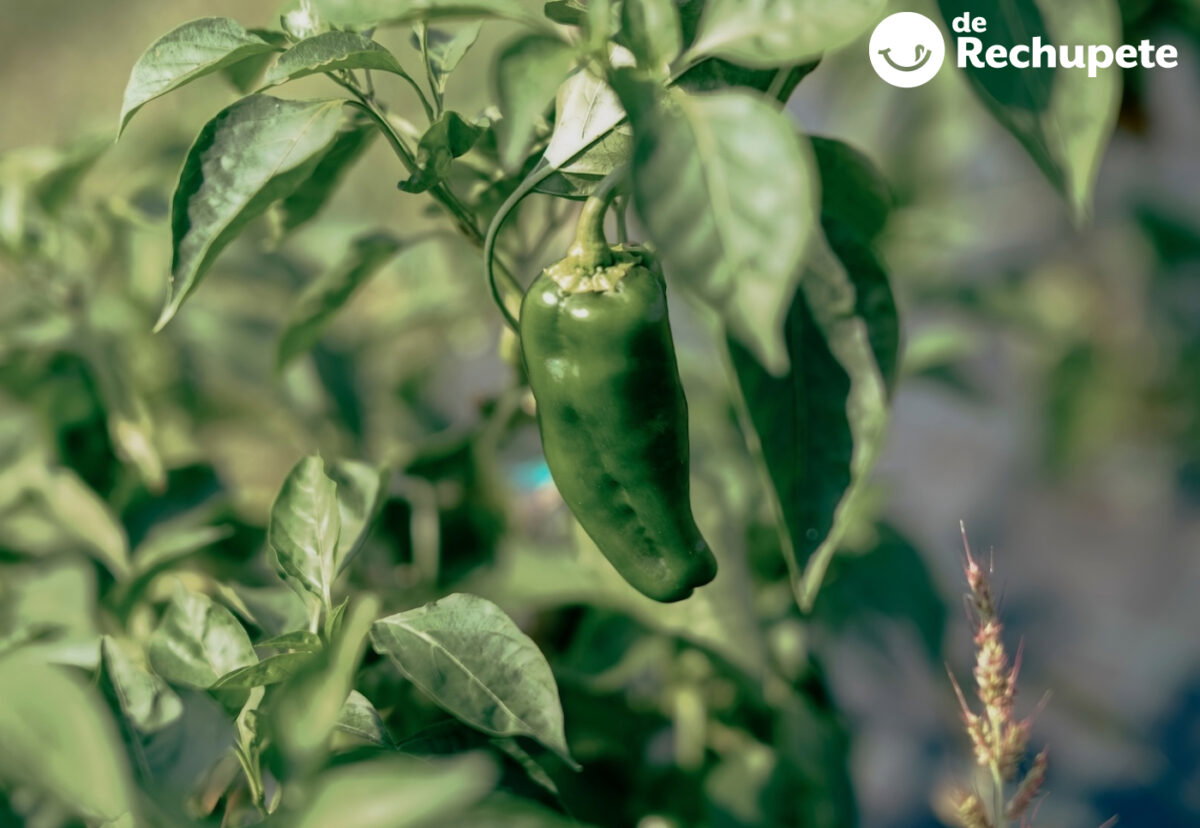 Chiles poblanos: qué son, cómo usarlos en cocina y recetas fáciles para sacarles partido