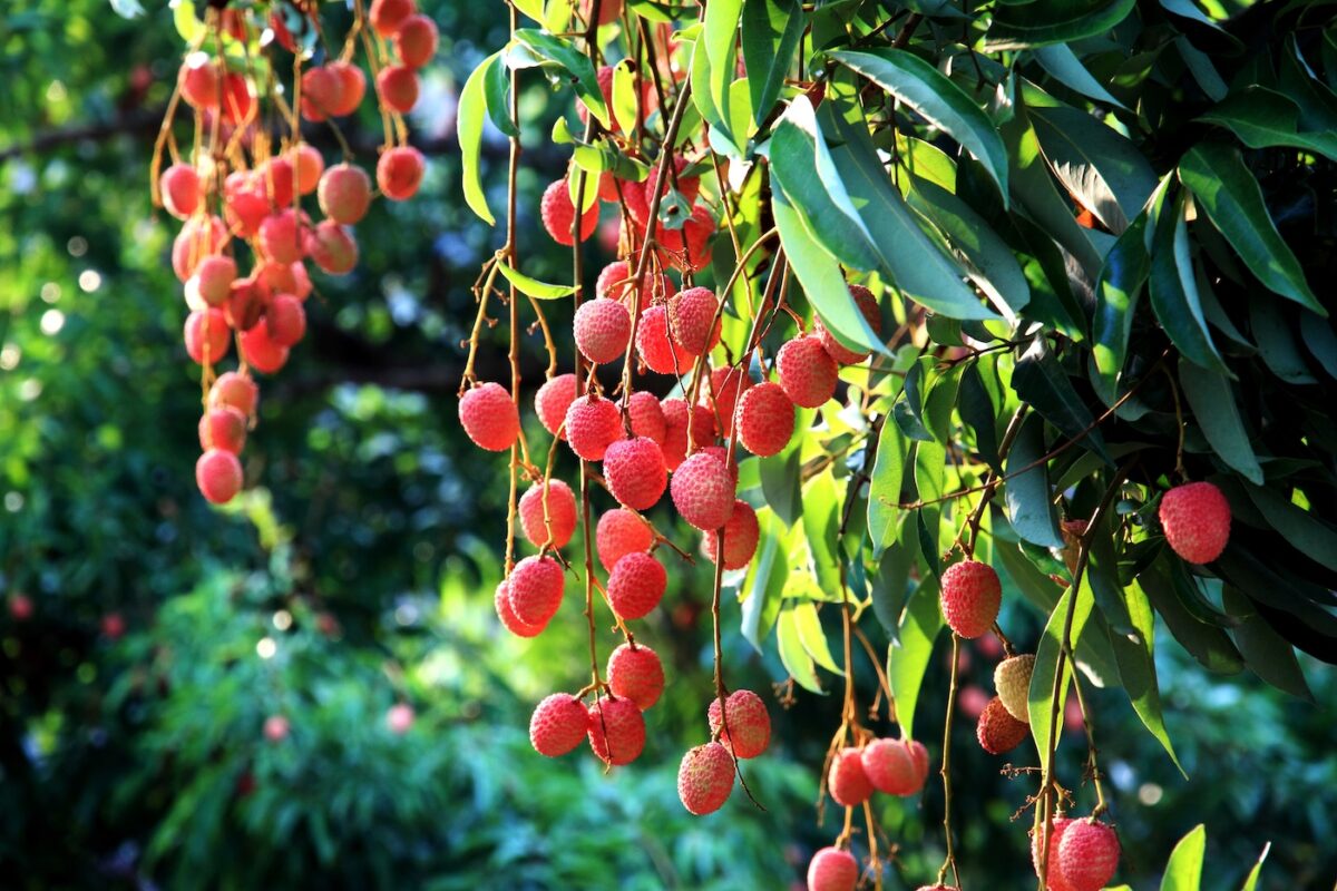 Lichi. Qué es, propiedades, beneficios y cómo usar esta fruta exótica en la cocina