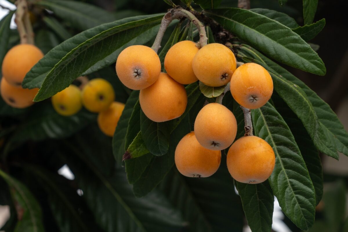 Nísperos. Propiedades, beneficios y cómo aprovechar esta fruta de primavera en la cocina