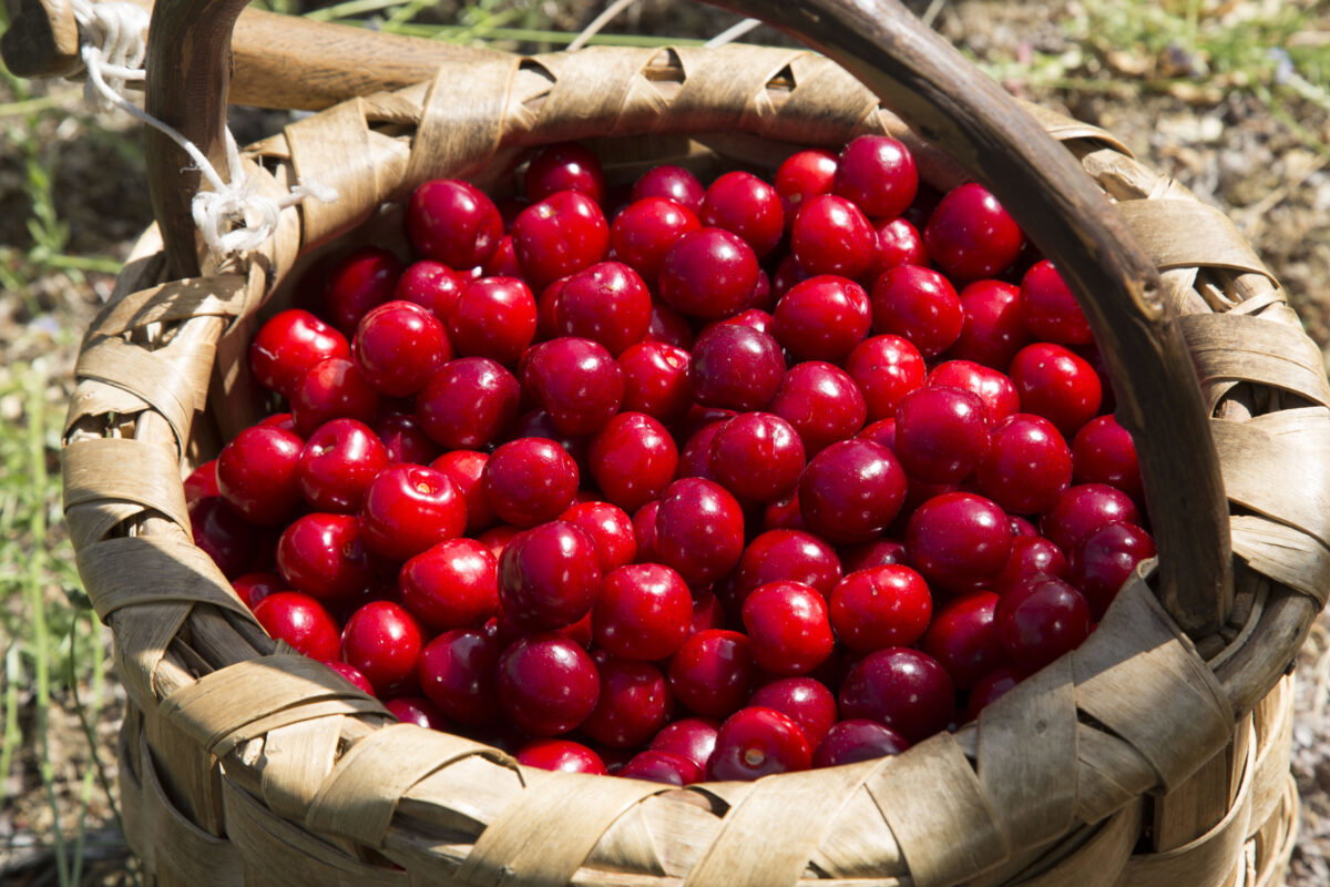 La DOP Cereza del Jerte inicia la certificación de la picota con una previsión de hasta 3,5 millones de kilos