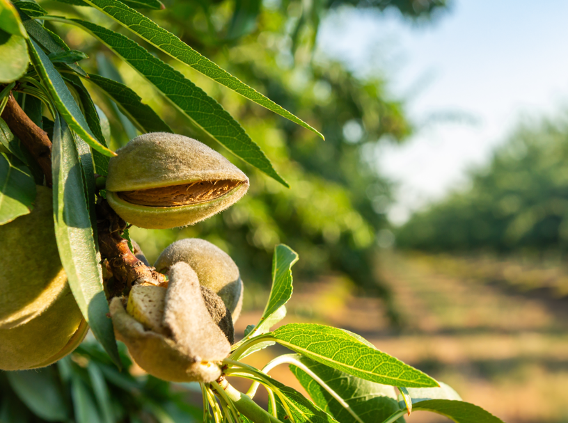 Almendras: propiedades, beneficios y cómo usarlas en la cocina