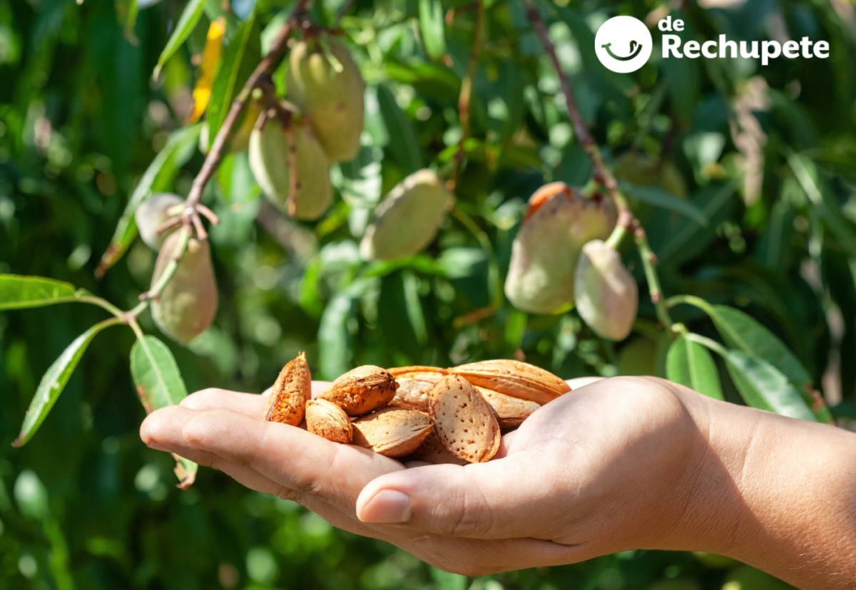 Almendras: propiedades, beneficios y cómo usarlas en la cocina