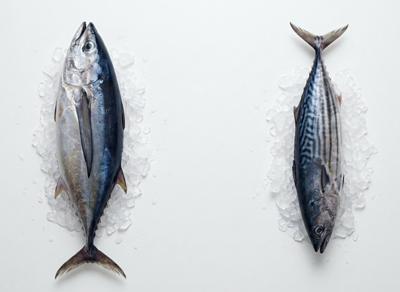 Atún y bonito: en qué se diferencian, cuál elegir y cuánto conviene comer