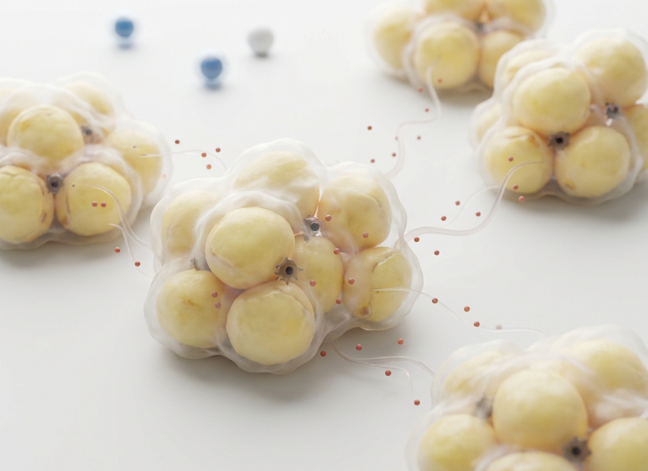 Inflamación, microbiota y obesidad: cómo romper el círculo con comida casera
