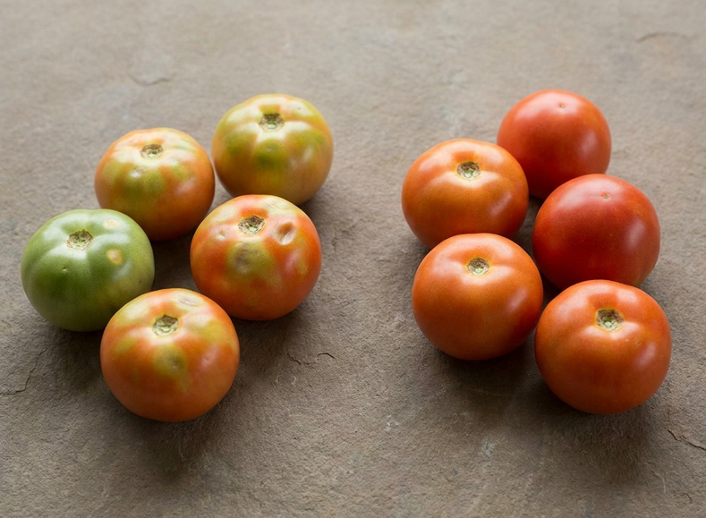 Por qué los tomates no se guardan en la nevera y cuándo sí conviene hacerlo
