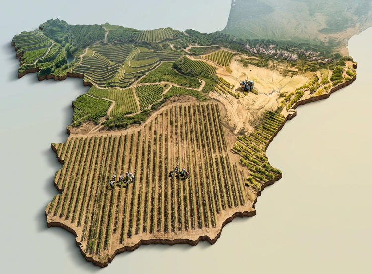 Vendimias tempranas en España: el arranque de Rioja refuerza una señal que se repite en 2026