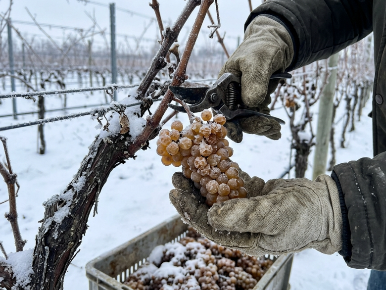 Blanco París: qué es el vino blanco con hielo, de dónde viene y qué cambia en la copa