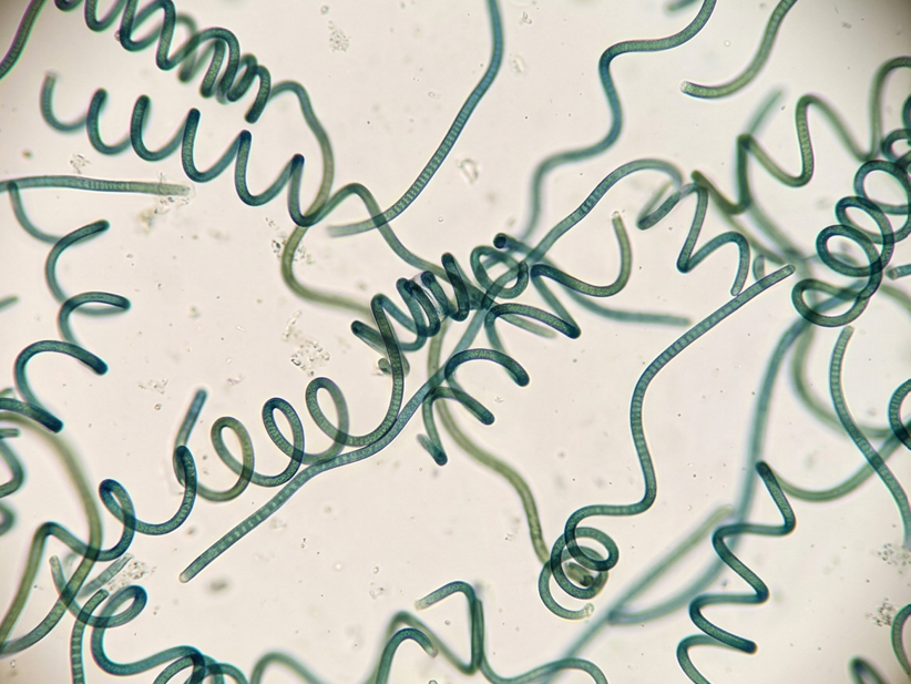 Espirulina: qué es, beneficios reales, cómo tomarla y cuándo conviene tener cuidado